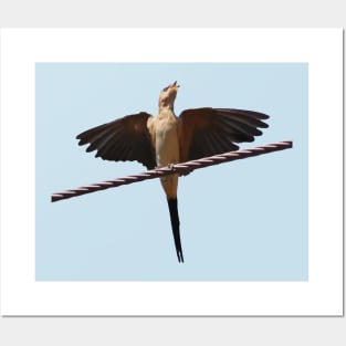 Swallow Bird Singing With Wıngs Outstretched Cut Out Posters and Art